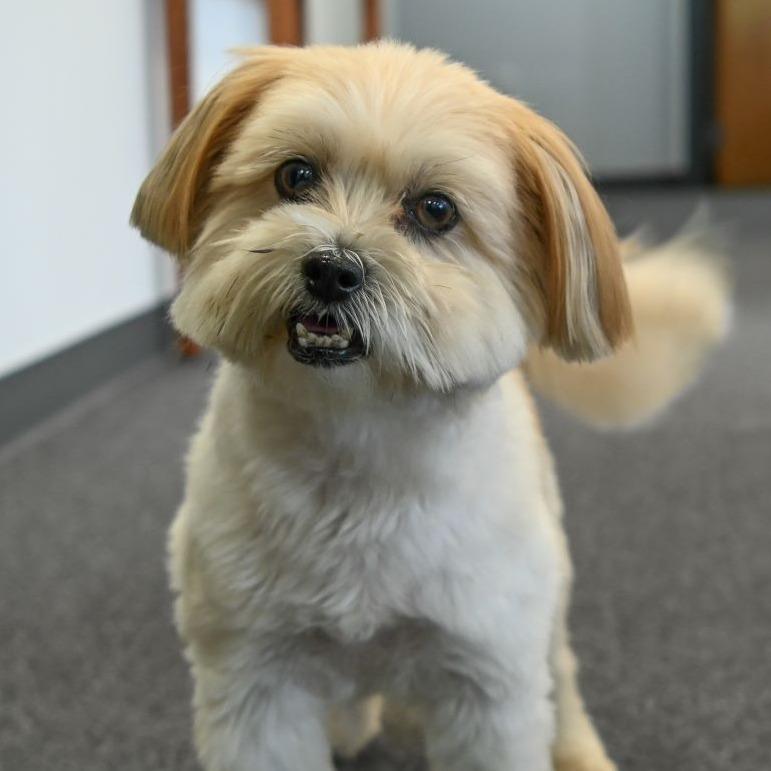 Moose Therapy Dog-small_edited